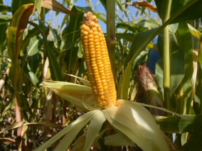 Семена кукурузы Артуа ФАО 270