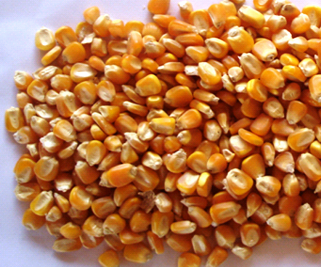 Купим кукурузу, пшеницу, гречку, сою, рапс, рожь, ячмень любого качества!!!