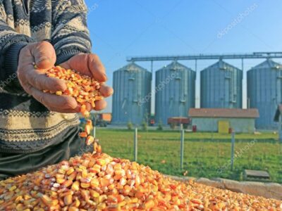 Компанія закуповує дорого кукурудзу