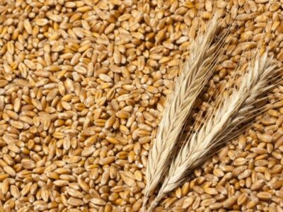 Закупаем пшеницу дорого