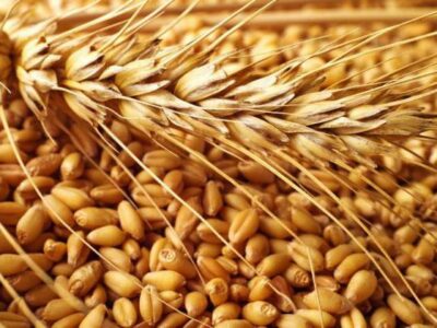 Закупаем пшеницу 2 кл, 3 кл, фураж, согласно ГОСТу