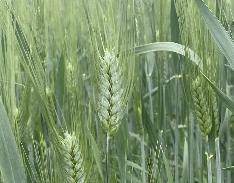 Насіння пшениці твердої Нащадок, еліта
