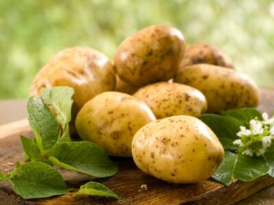 Якісна насіннєва картопля