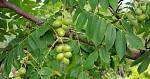Орех Зибольда семена (10 штук) орех айлантолистный для выращивания саженцев, горіх зібольда насіння