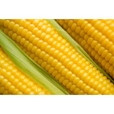 Продам насіння кукурудзи "Муасон" (гібрид)