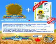 Продам посівний матеріал канадського соняшника Sky Sun