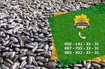 Семена подсолнечника / Рекольд - насіння соняшника (під Гранстар)