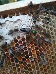 Бджоломатки Карптки