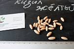 Кизил жёлтый семена (10 штук) для выращивания саженцев, дерен насіння кізіла