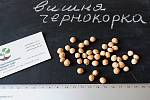 Вишня "Чернокорка" семена (10 штук) для саженцев (насіння для саджанців)