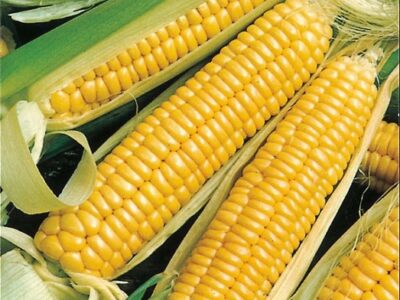 Закупаем кукурузу с любой влажностью