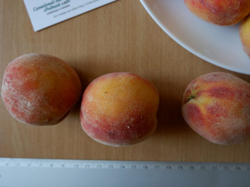 Персик (август) семена (10 штук) насіння, косточка, семечка для выращивания саженцев + инструкция
