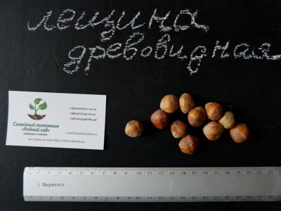 Лещина древовидная(турецкая) семена(10 штук),медвежий орех(подвой для саженцев фундука), медвежий горіх,ліщіна