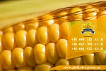 Семена кукурузы / Насіння кукурудзи Оржиця 237 МВ від ПБФ «Колос»