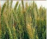 Семена элитной озимой пшеницы - сорт "Орлеан"