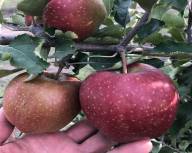 Продам яблоки урожая 2017. Лучших сортов
