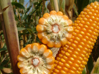 кукурудза Вакула (ФАО 250) / Високоврожайний гібрид кукурудзи