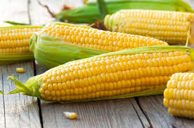 Компания реализует семена кукурузы Полтава
