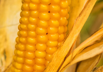 кукурудза ЯНІС (ФАО 270) / Семена кукурузы по низкой цене