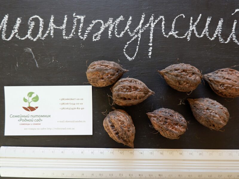Манчжурский орех семена (10 шт) для выращивания саженцев насіння горіх на саджанці + инструкция + подарок