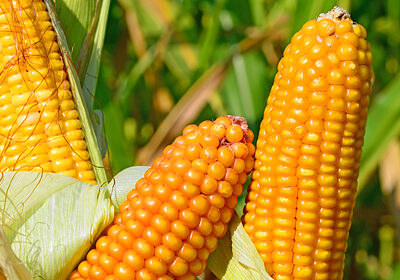 Насіння кукурудзи Амарок 290 (ФАО 320)