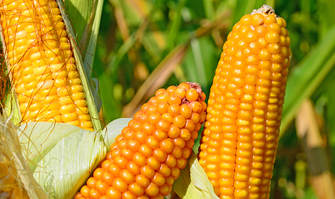 Насіння кукурудзи Амарок 290 (ФАО 320)