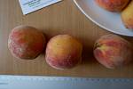 Персик ранний(июль) семена (10 штук) насіння, косточка,семечка для выращивания саженцев + инструкция