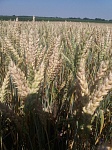 Канадская пшеница Джерси - 2реп.(озимая)
