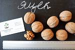 Орех грецкий "Яцек" семена (10 шт) для выращивания саженцев горіх насіння на саджанці + инструкция + подарок