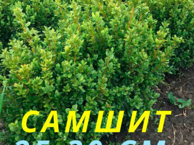 Самшит саженцы 25-30 см