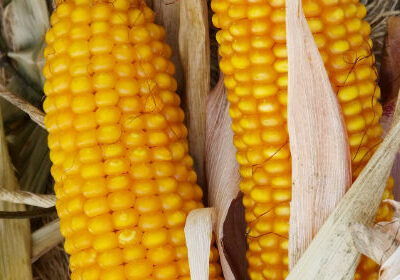 Курудза Вакула (ФАО 250) / продам семена кукурузы