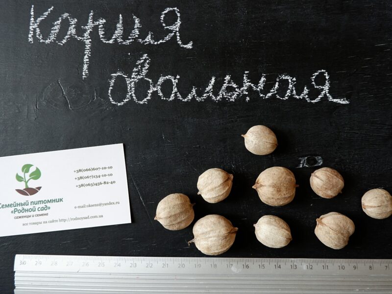 Кария овальная семена (10 шт) орех для саженцев, насіння на саджанці горіх карія + инструкция + подарок