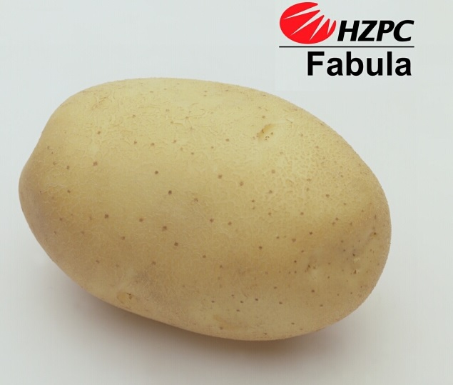 Насіннєва картопля Фабула