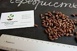 Семена дикой маслины (10 штук) лох серебристый косточка для выращивания саженцев, насіння
