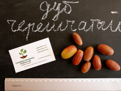 Дуб черешчатый семена (10шт) (дуб обыкновенный или английский) для саженцев насіння для саджанців