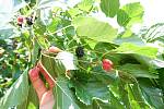 Шелковица чёрная семена (10 штук) для саженцев тутовое дерево (шовковиця насіння для саджанців)