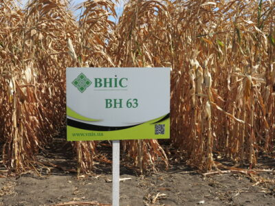 Семена кукурузы ВН 63 (ФАО 280) -10% скидки от производителя
