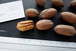 Пекан семена (10 штук) орех кария для выращивания саженцев, горіх карія пекан + бесплатная инструкция