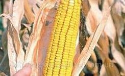 Продам насіння кукурудзи "Марсель" (гібрид)