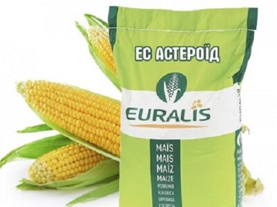 Продам насіння кукурудзи Астероїд ЄС Євраліс