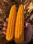 Семена кукурузы Сарта ФАО 220
