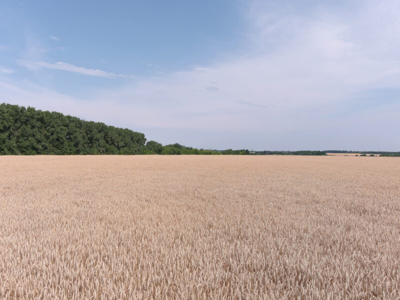 Пшениця спельта Евріка, супер еліта