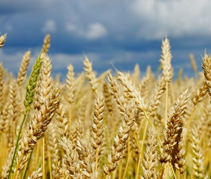 Ячмінь, пшениця, горох, ріпак дорого