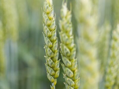 Пшениця озима СПЕНСЕР (ПЕРША РЕПРОДУКЦІЯ)