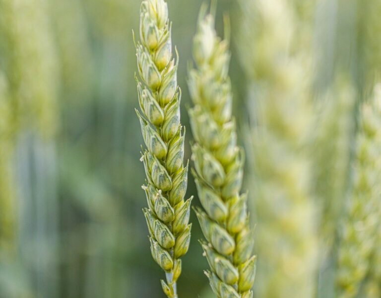 Пшениця озима СПЕНСЕР (ПЕРША РЕПРОДУКЦІЯ)