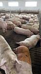 Продам свиней м’ясної породи живою вагою
