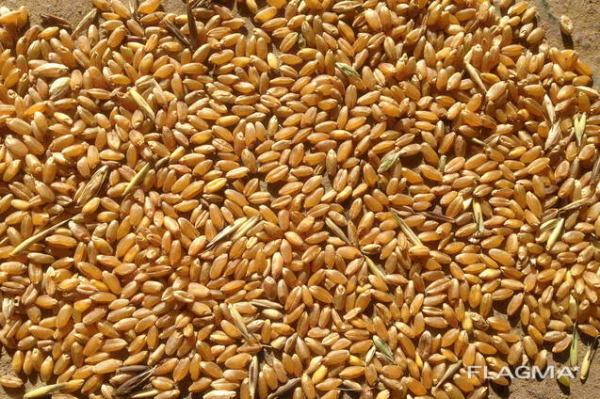 Реализуем пшеницу продовольственную и фуражную в разных объемах. Качество ГОСТ.