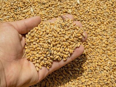 Продаж зернових в ЄС через спільне підприємство в Болгарії