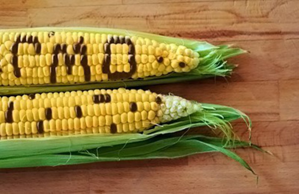 Академическая наука США признала продукты с ГМО безопасными для здоровья