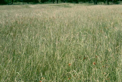 Госпродпотребслужба разработала рекомендации по производству семян многолетних трав